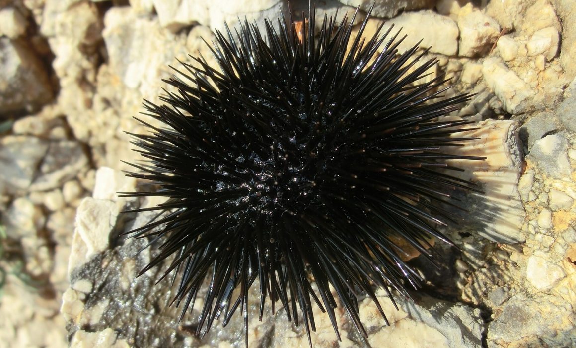ウニ/ Sea Urchin